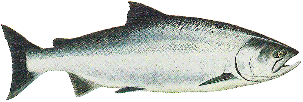Chinook salmon ocean phase