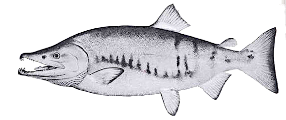 Chum Salmon  breeding male