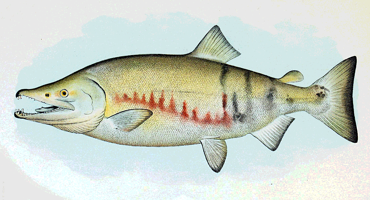 Chum Salmon male