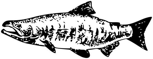 Chum Salmon outline