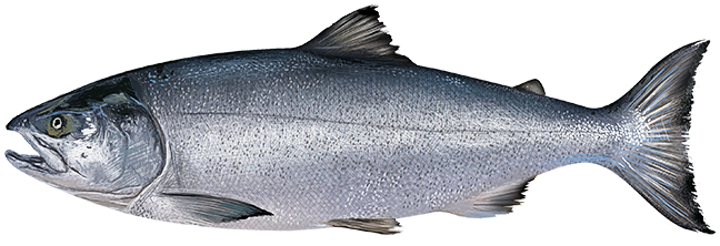 Chum salmon  Oncorhynchus keta