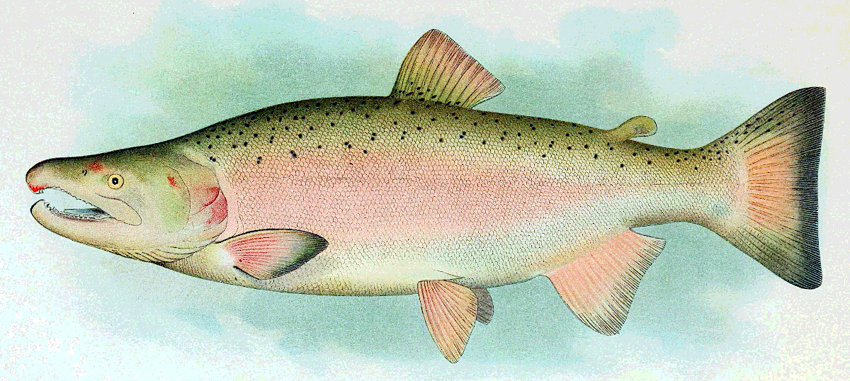 Coho Salmon Breeding Male