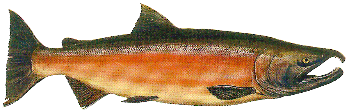 Coho salmon  freshwater phase