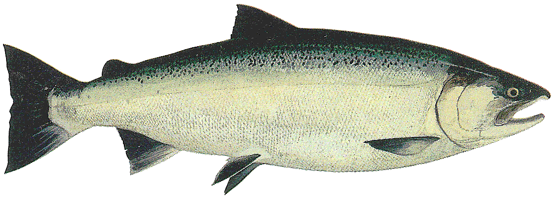 Coho salmon ocean phase