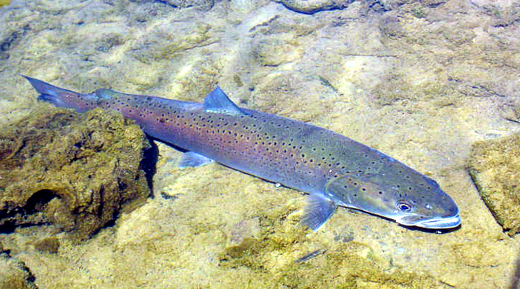 Danube salmon  photo