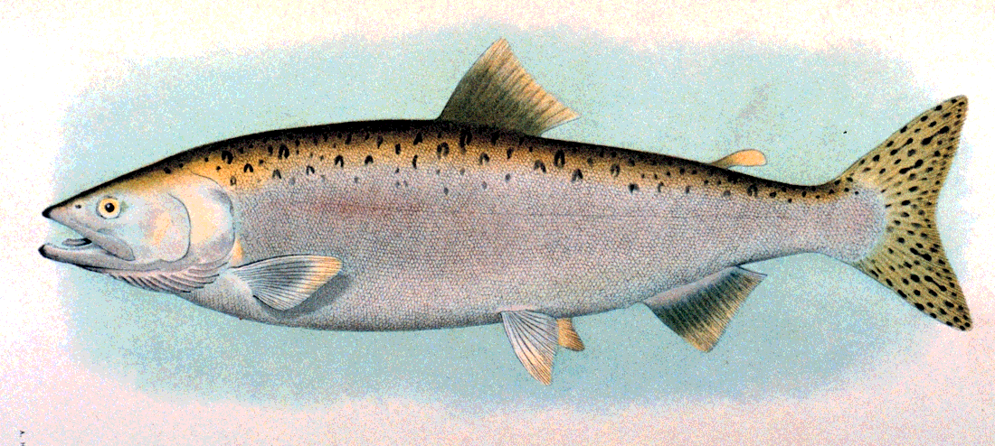 Humpback Salmon