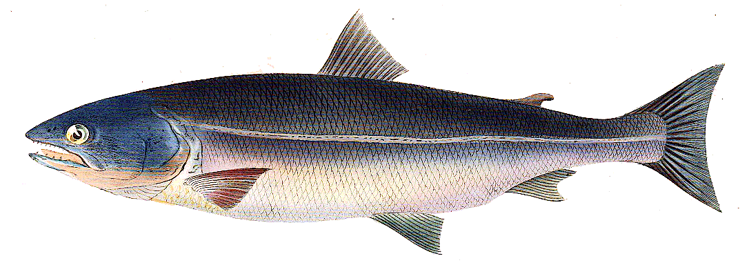Masu Salmon  Oncorhynchus masou