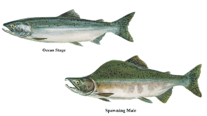 Pink Salmon  Ocean stage and spawning