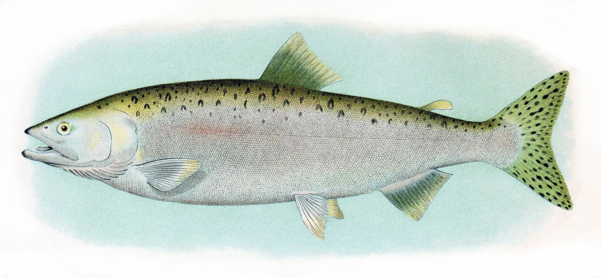 Pink Salmon ocean phase male