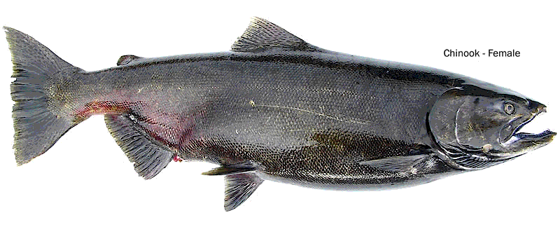 Salmon spawning chinook female