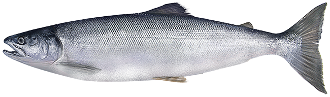 Sockeye salmon  Oncorhynchus nerka
