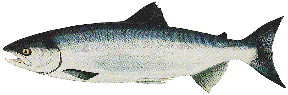 Sockeye salmon  Oncorhynchus nerka  ocean phase