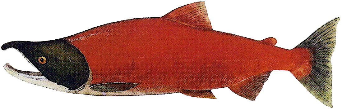 Sockeye salmon  freshwater phase