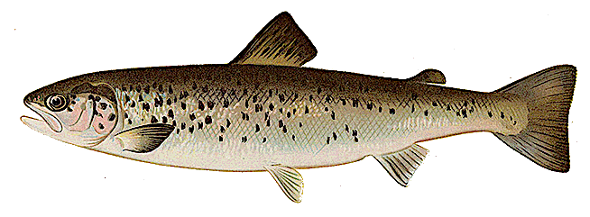female land locked salmon