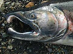 kype of a spawning male salmon