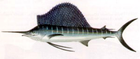 sailfish/