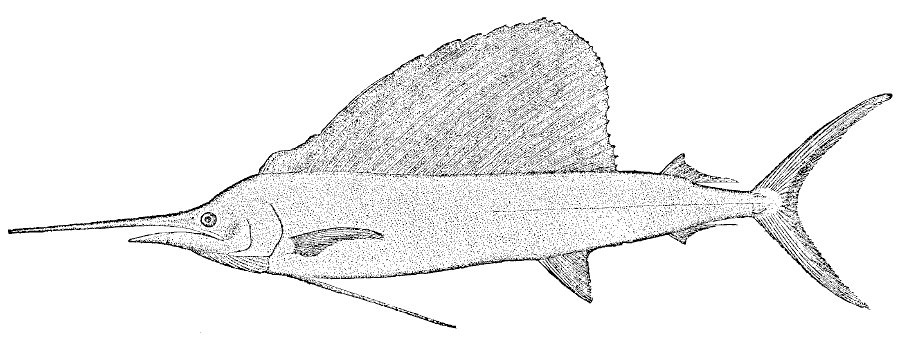 Sailfish  istiophorus americanus  drawing