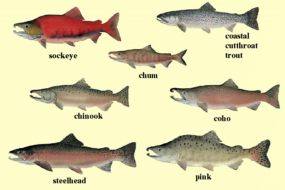 salmon chart NOAA