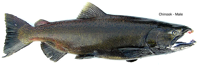 salmon spawning chinook male