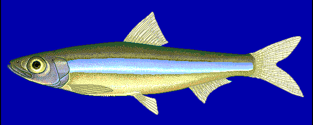 Lake Tanganyika sardine  Limnothrissa miodon blue BG