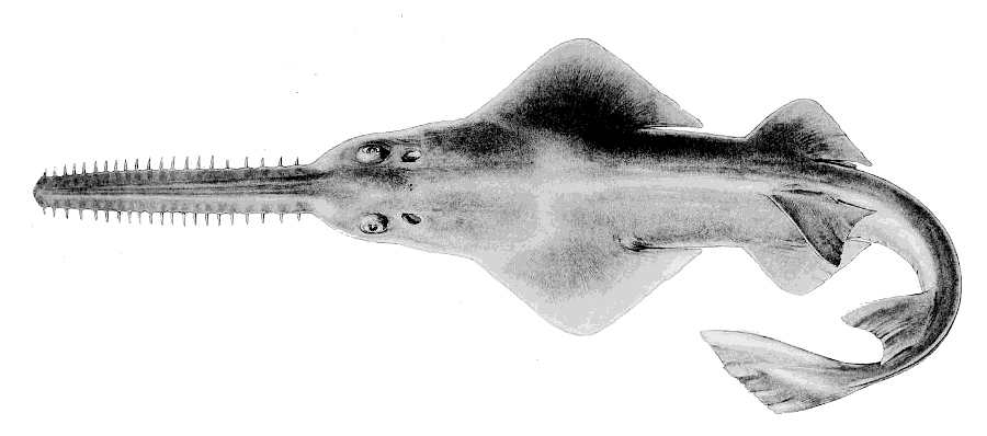 Dwarf sawfish  Pristis clavata