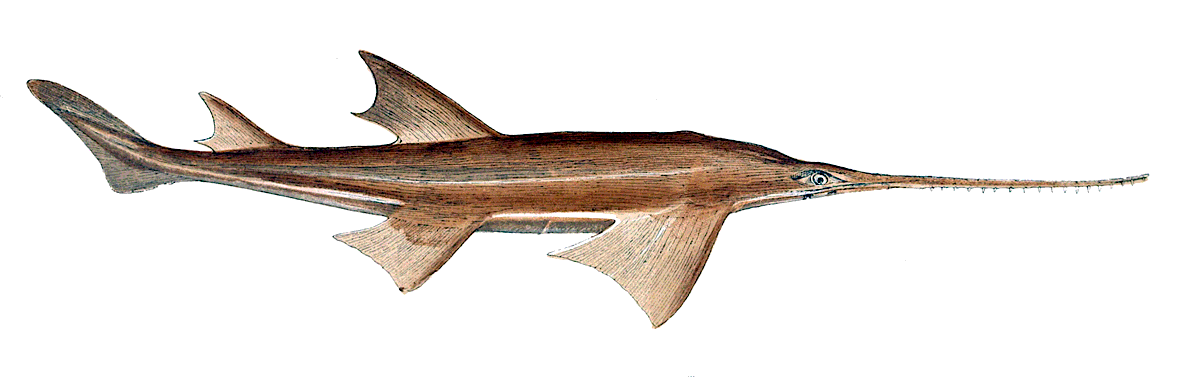 Largetooth Sawfish  Pristis microdon