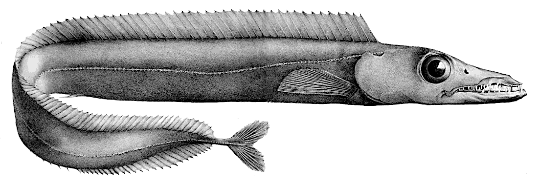 Black scabbardfish  Aphanopus carbo