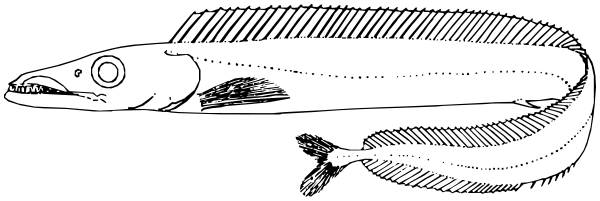 Black scabbardfish  lineart