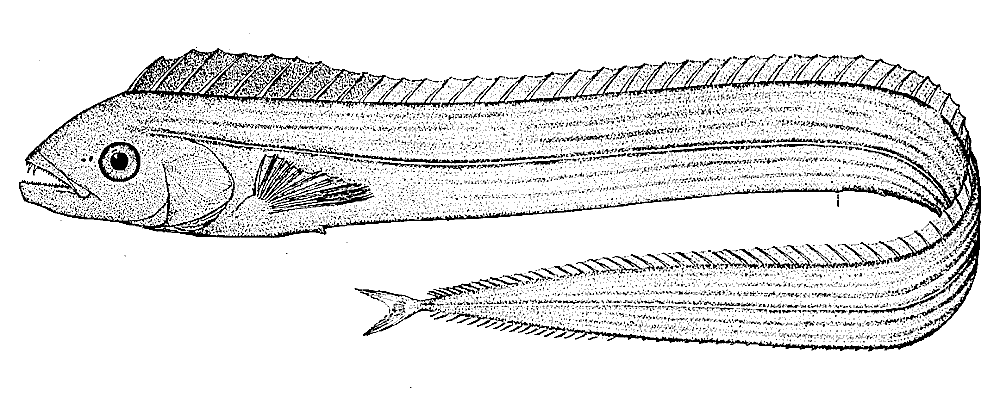 Channel scabbardfish  Evoxymetopon taeniatus