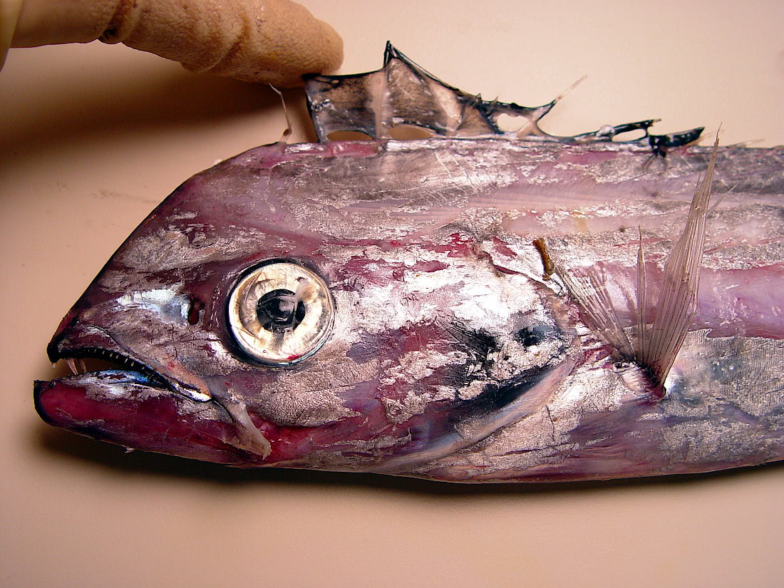Channel scabbardfish  Evoxymetopon taeniatus  head