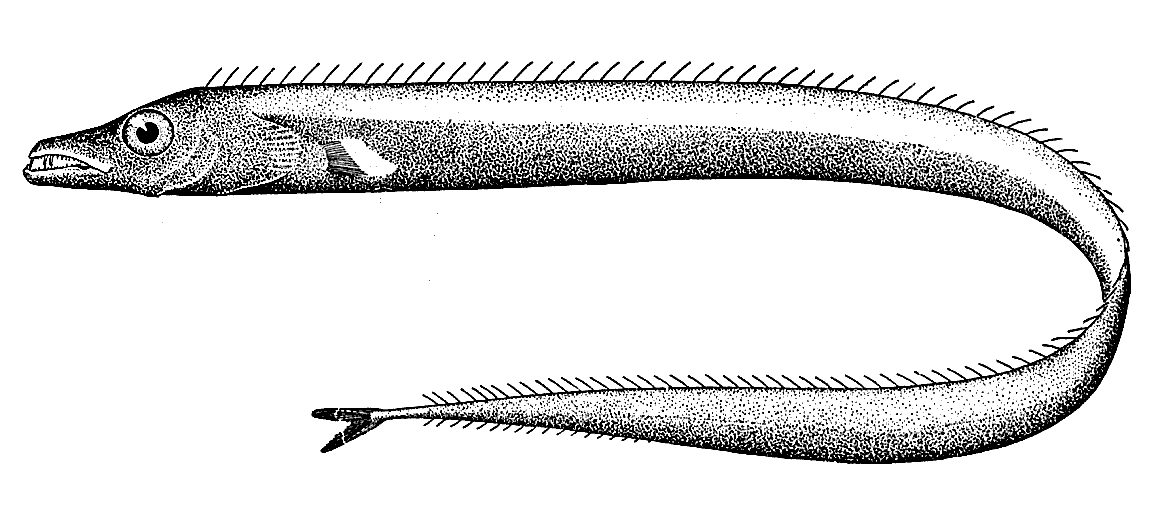 Silver scabbardfish  Lepidopus caudatus