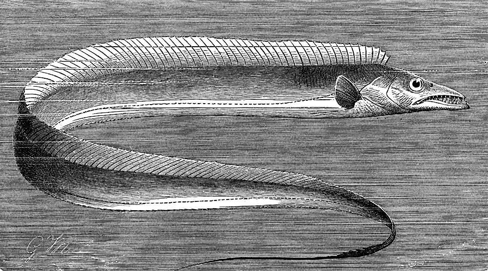 Silver scabbardfish  Lepidopus caudatus  lineart