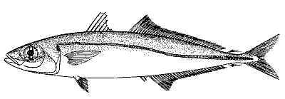 mackerel scad