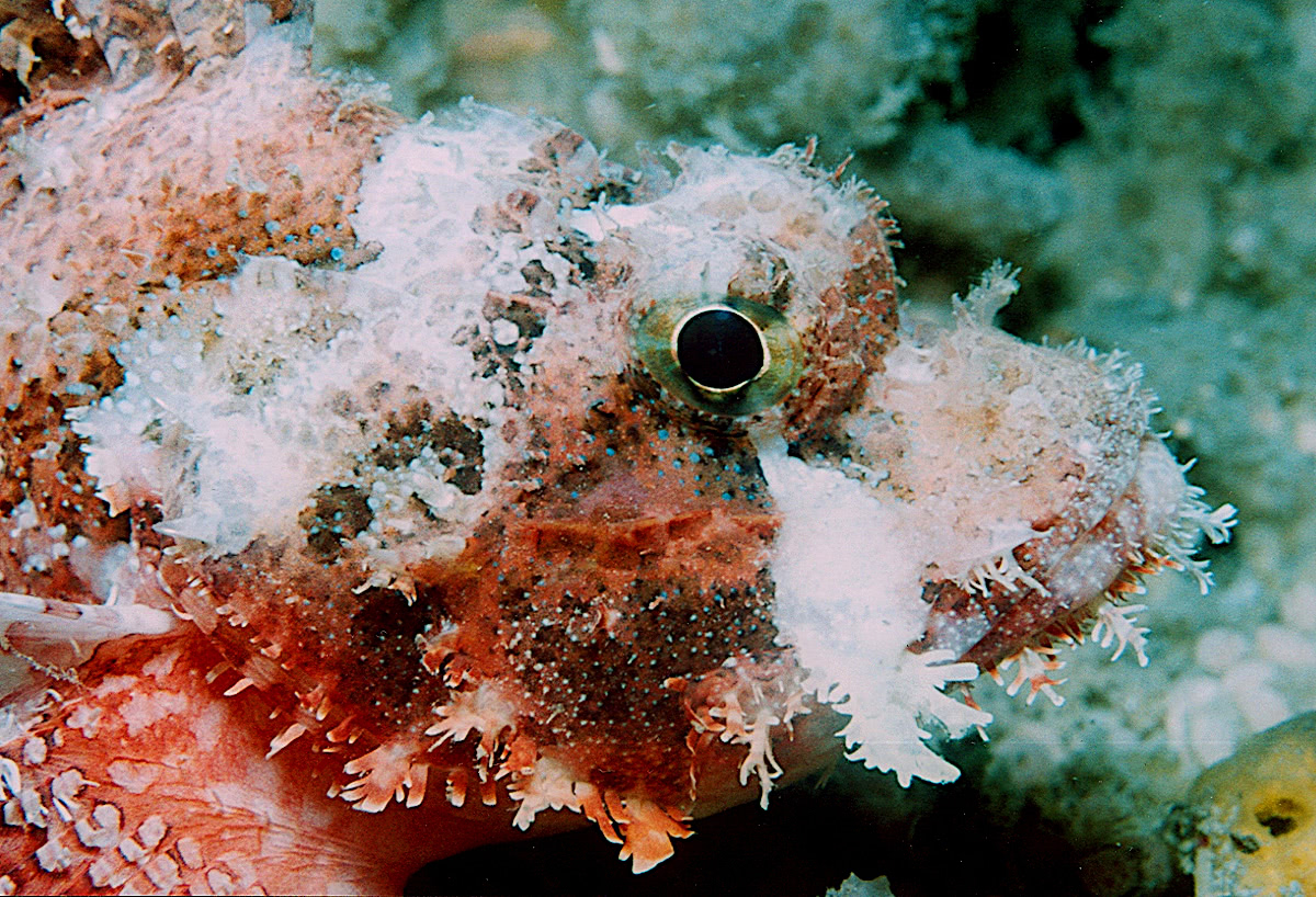 Barchin scorpionfish  Sebastapistes strongia