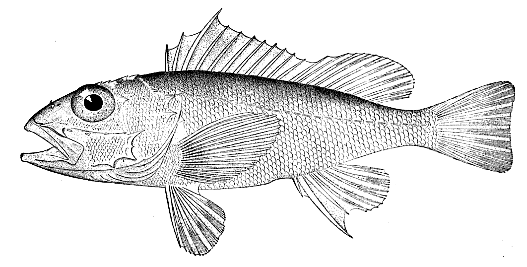 Longspine scorpionfish  Pontinus longispinis