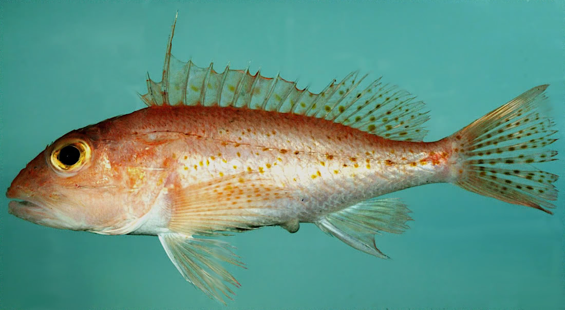 Longspine scorpionfish  Pontinus longispinis photo