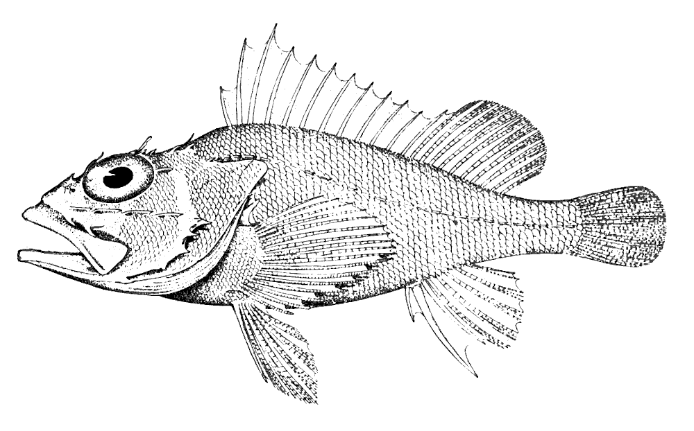 Spinythroat scorpionfish  Pontinus nematophthalmus BW