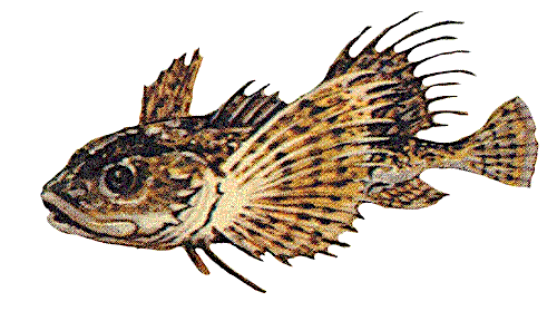 Deepwater sculpin  Myoxocephalus thompsonii