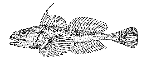 Roughback sculpin  Chitonotus pugetensis