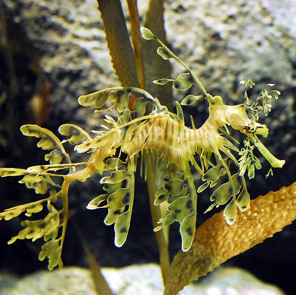Leafy Seadragon  Phycodurus eques