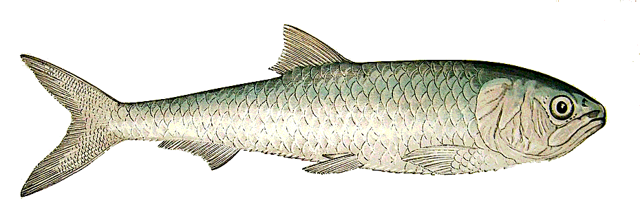 Scale-finned shad