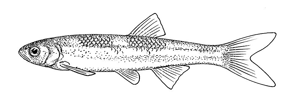 Comely shiner  Notropis amoenus