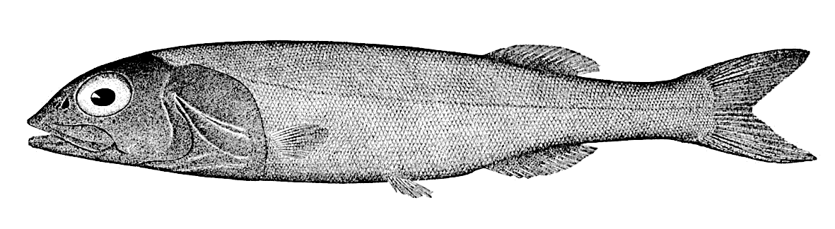 Agassiz slickhead  Alepocephalus agassizii