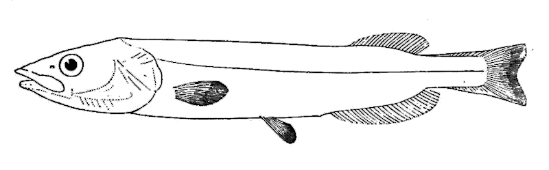 Flathead slickhead  Conocara nigrum