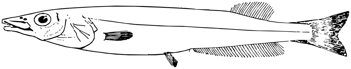 Longfin smooth-head  Conocara macropterum