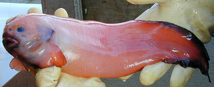 snailfish  Elassodiscus tremebundus