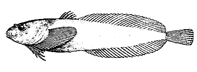 snailfish  Elassodiscus tremebundus  lineart