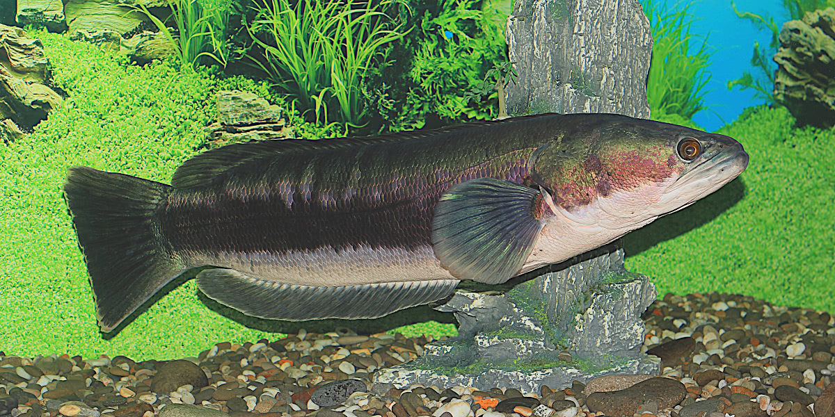 Giant Snakehead  Channa micropeltes