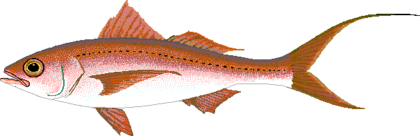 Deepwater longtail red snapper  Etelis coruscans