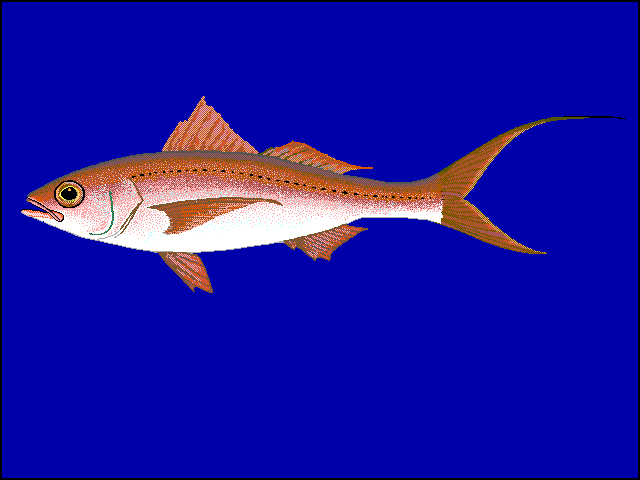 Deepwater longtail red snapper  Etelis coruscans blue BG
